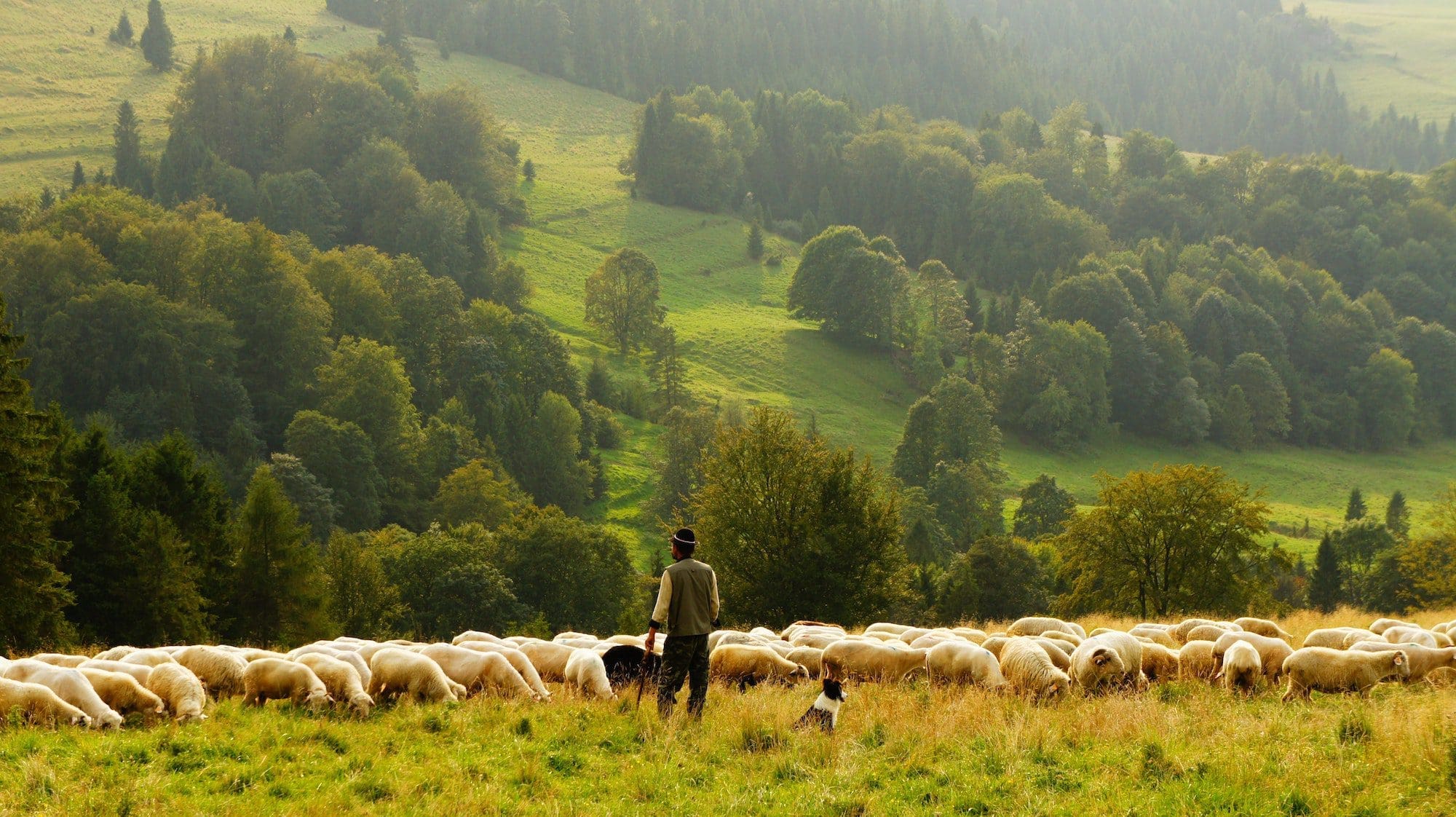 What does, “The Lord is my Shepherd” mean? These 4 things.